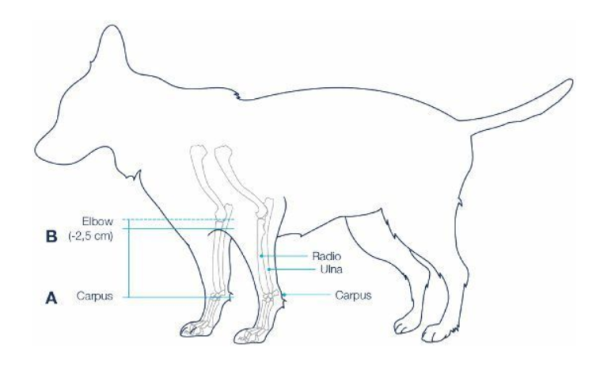 Orthese Hund zur Stabilisierung von Radius und Ulna (Elle und Speiche) - Balto Bone Splint Radius and Ulna